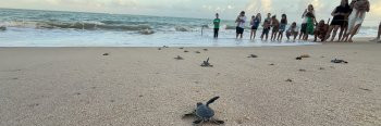 Instituto Biota faz soltura de filhotes de tartaruga na praia de Guaxuma em Maceió/AL